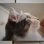 Fully Featured All-In-One Printer/Scanner/Copier