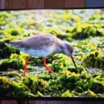 Bright clear display that works well wall mounted