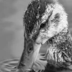 Professional print at amateur prices