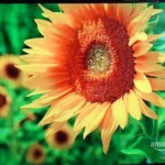 Best RGB color for Budget Mini-LED