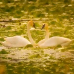 Professional print at amateur prices