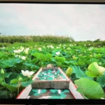 Amazing 5K clarity and color reproduction