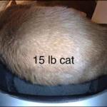 Works for Large Cats