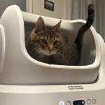 The picky cat’s dream box