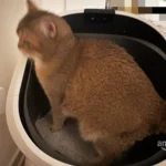 Spacious litter box