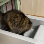 Easy peezy!!! No more nasty cat box