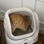 Quite and a Cat Favorite