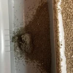 Love not having to scoop anymore