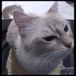 Added This to My Multi-Cat Home and So Far It’s Been a Great Experience😍