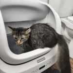 A Game-Changer for Cat Owners!