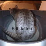 Works for Large Cats