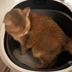 Spacious litter box
